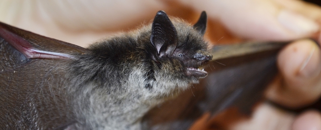Scientists May Have Finally Figured Out How Bats Avoid Cancer
