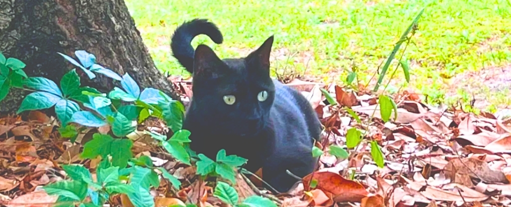 Adorable Cat Helps Scientists Discover New Virus (For Second Time)