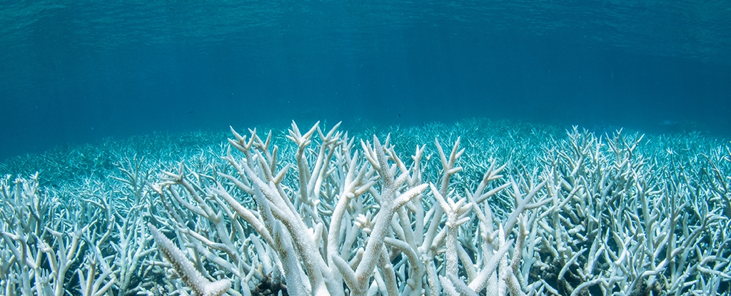 Ocean Acidity Has Reached Critical Levels, And We're All Under Threat
