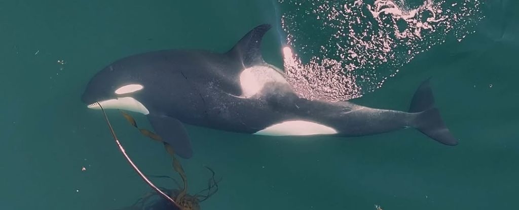 Orcas' Strange Beauty Routine Revealed by Scientists For The First Time