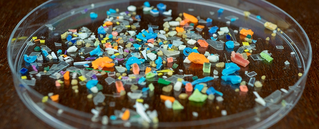 Microplastics Have a Concerning Effect on The Microbes in Our Gut