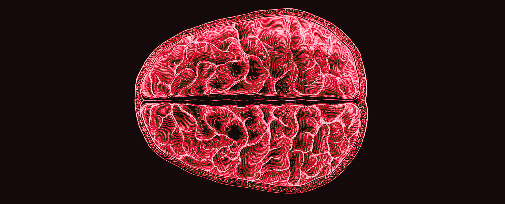Scientists Discovered Structural, Brain-Wide Changes During Menstruation