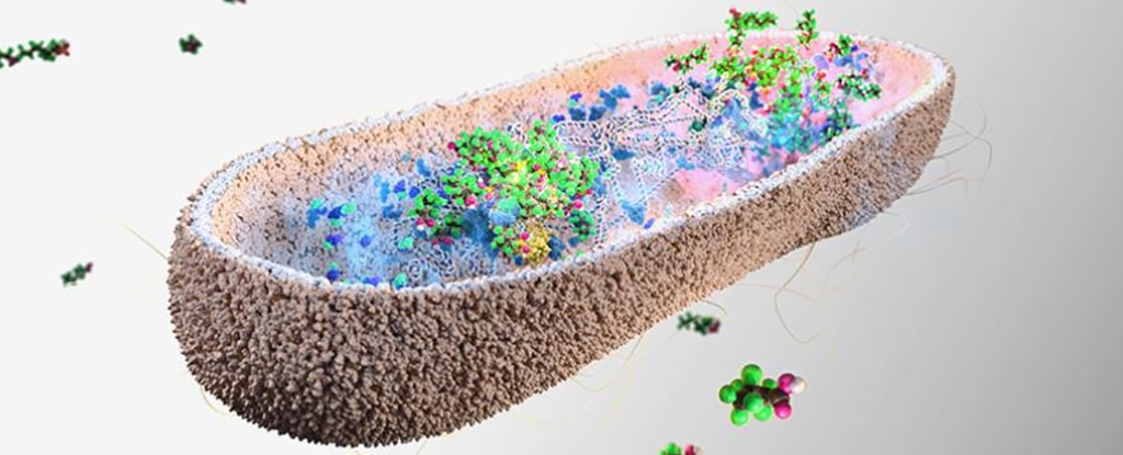 Gut Bacteria Found to Soak Up Toxic Forever Chemicals