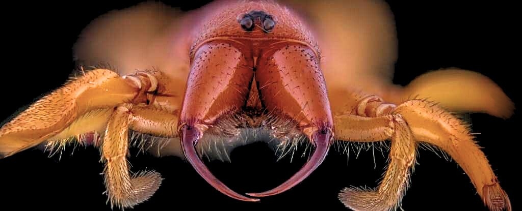 Spider With No Venom Has a Deadly Trick to Poison Its Prey