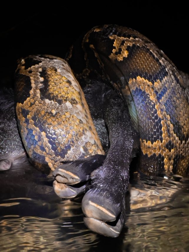 New Cell Discovered in Pythons Allows Them to Completely Digest Bones