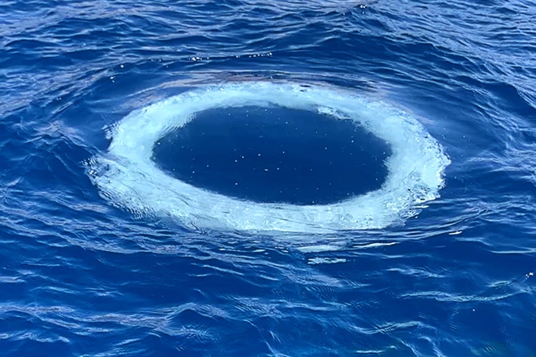 Humpback Whales Are Blowing ‘Bubble Rings' at Boats. Are They Trying to Communicate?