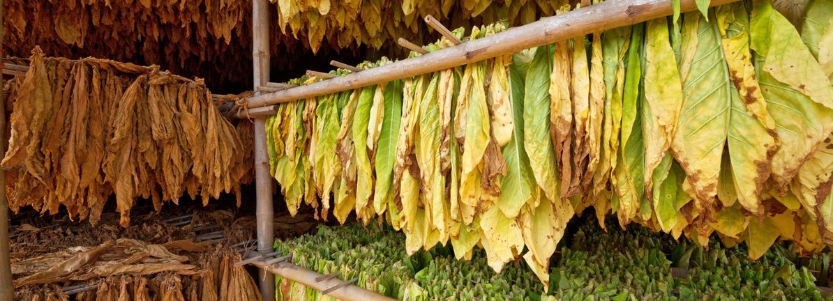A Closer Look At British American Tobacco (Malaysia) Berhad's (KLSE:BAT) Impressive ROE