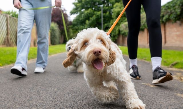 Injured dog walkers could be costing NHS £23m a year