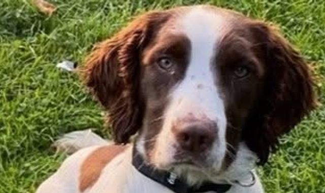Police dog that took part in Queen Elizabeth II's funeral dies after car crash