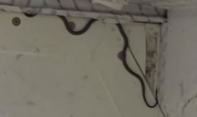 Snake on a plane! Flight delayed for two hours as catcher comes to the rescue