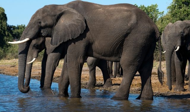 Elephant kills British woman and New Zealander on walking safari in Zambia