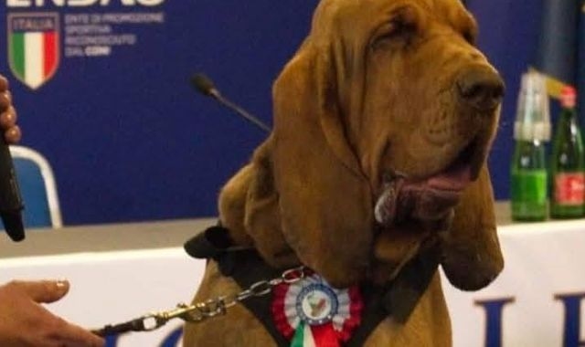 'Hero' sniffer dog Bruno killed by sausages stuffed with nails - as Italian PM Meloni calls it 'vile' act
