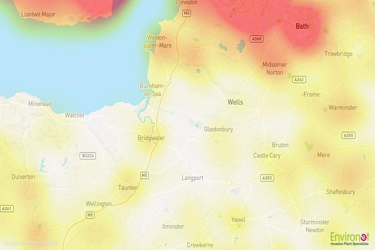 The hotspots for Japanese knotweed in Somerset