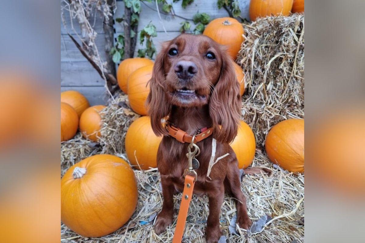 Dobbies announces autumn activities at Shepton Mallet store