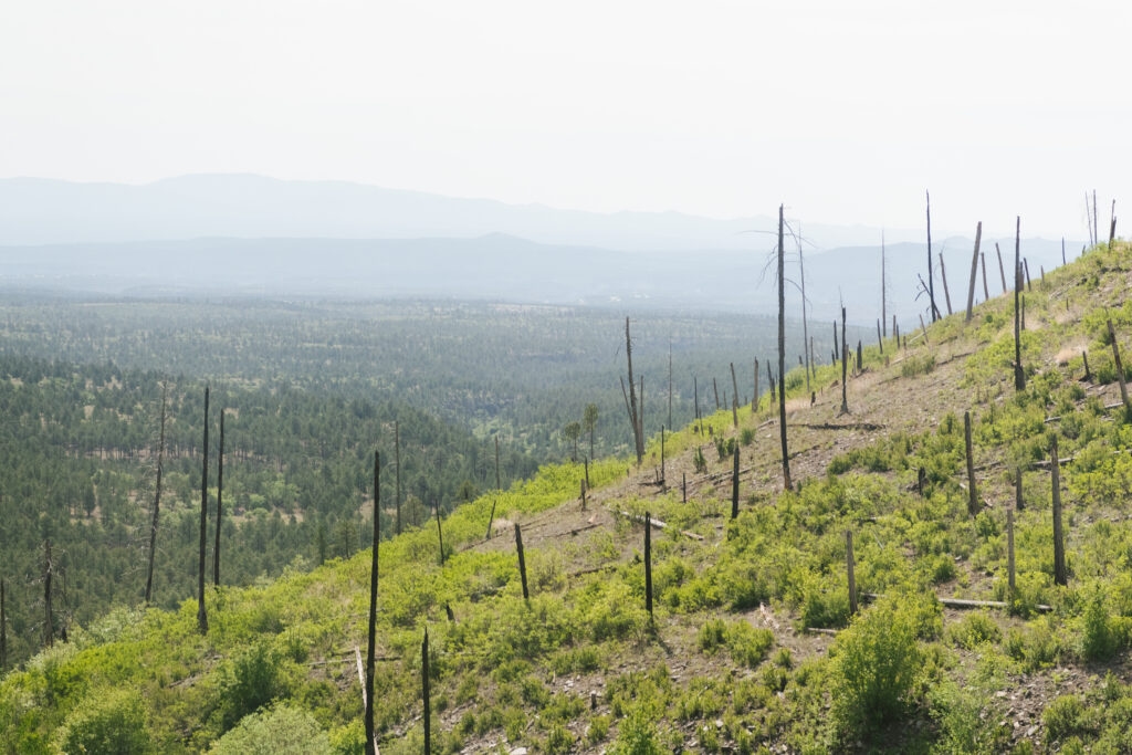 As drought threat looms, Los Alamos National Lab works to reduce its wildfire risk