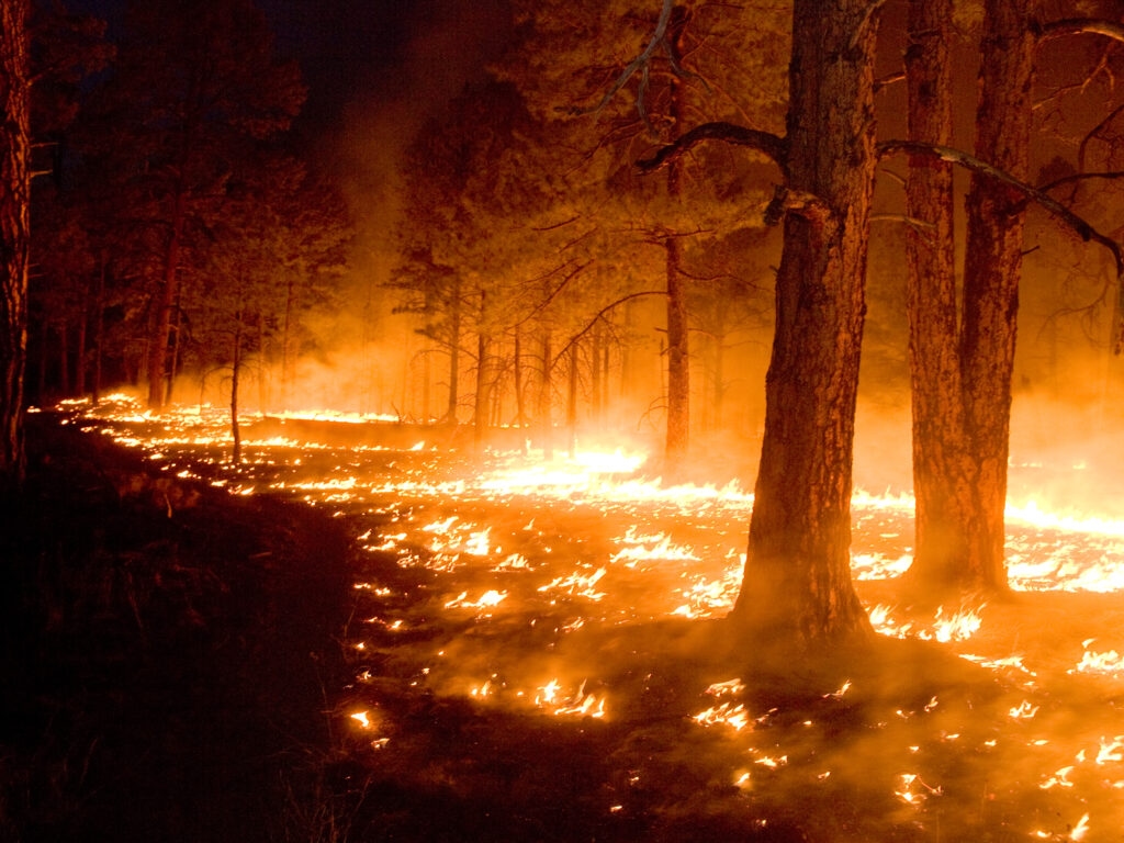 USDA says repealing ‘roadless' protections will prevent wildfires. A new study disagrees