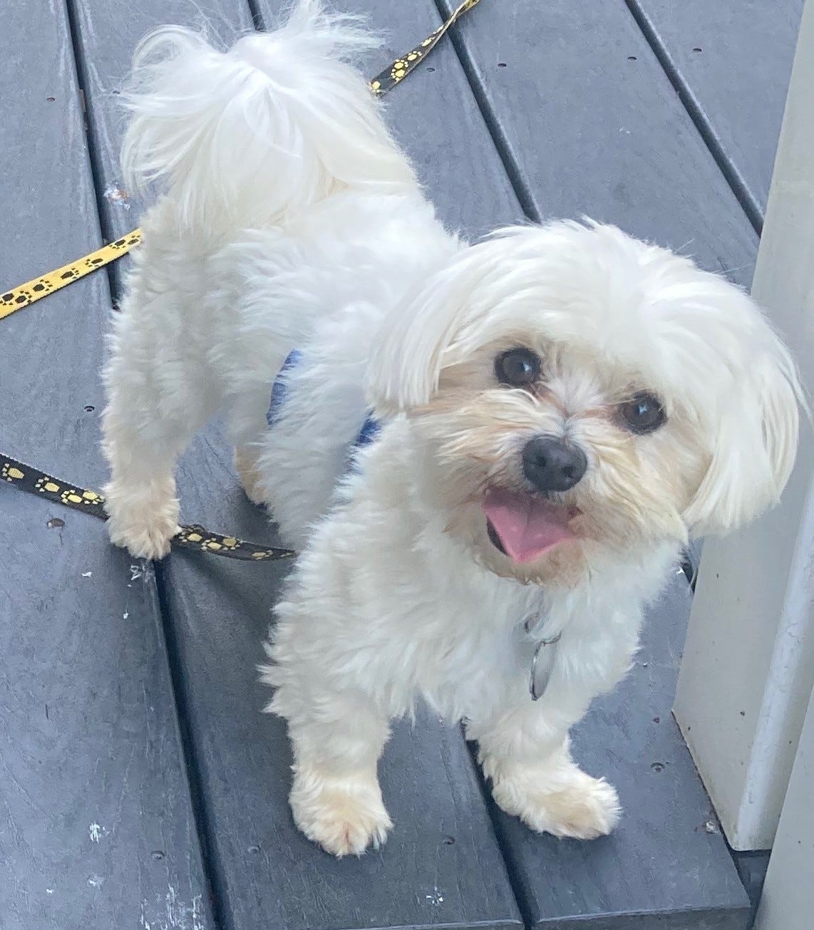 Sammy will cast his magical spell over you and next thing you know you'll be playing fetch