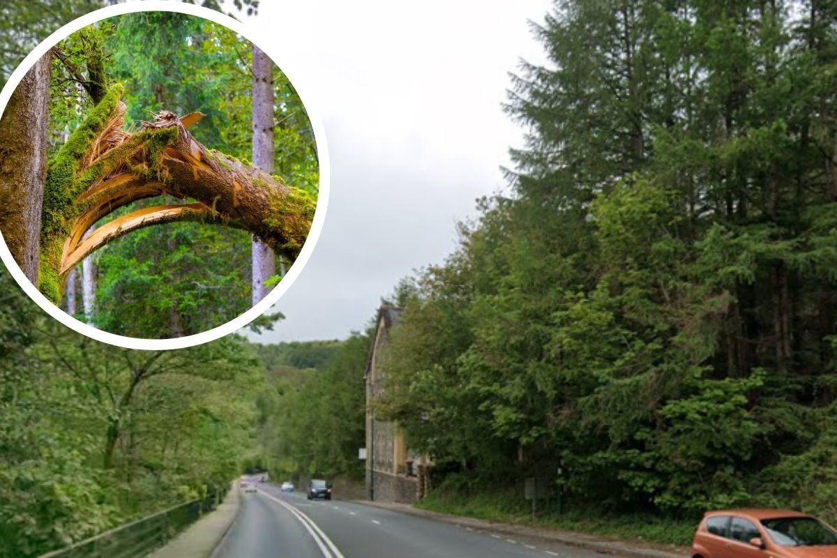 Traffic stuck as fallen tree blocks key valleys road