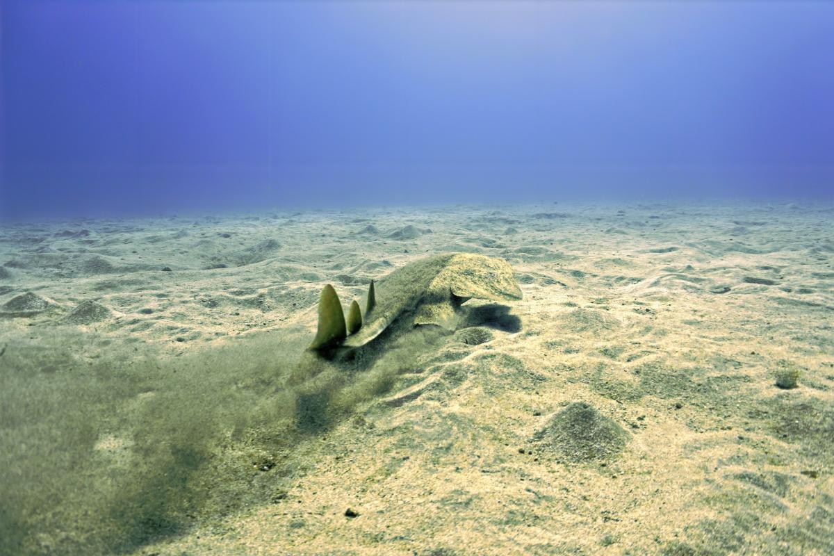 One of the world's rarest sharks captured on camera in UK 'dream sighting'