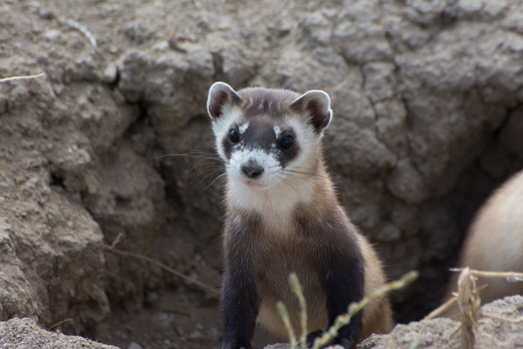 As states rethink wildlife management, New Mexico offers a new model