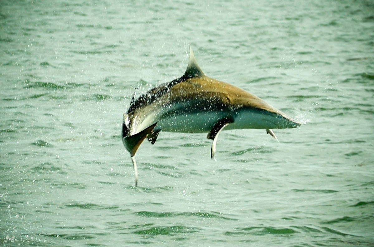Flying Shark Headbutts Florida Man While Surfing (Video)