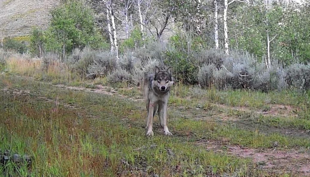 Colorado wildlife officials show patience with depredating Copper Creek wolfpack