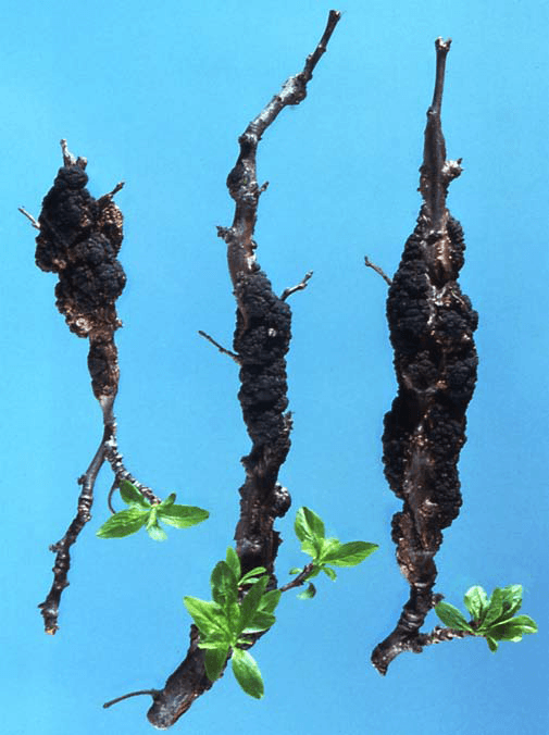 Garden: Black knot disease prevalent on cherry and plum trees