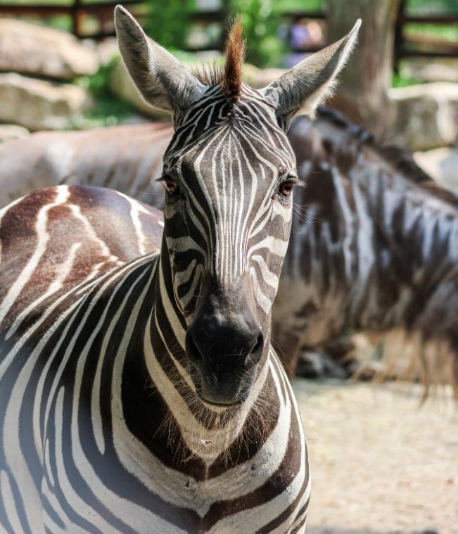 Zebra at Roger Williams Park Zoo dies during storm. Here's what zookeepers say happened.