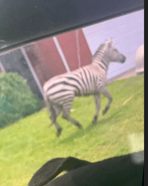 Escaped Rutherford zebra being tracked via drone; officials warn public to 'stay clear'
