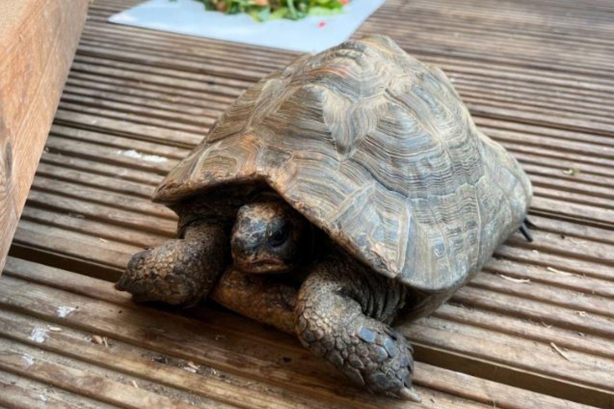 Family 'devastated' after beloved tortoise is stolen