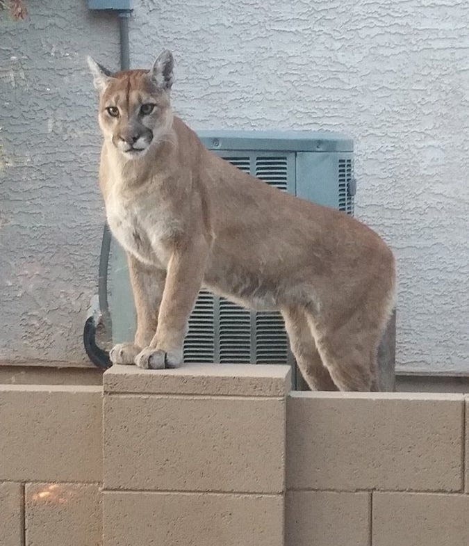 A man killed a mountain lion in Buckeye and won't face any legal consequences. Here's why
