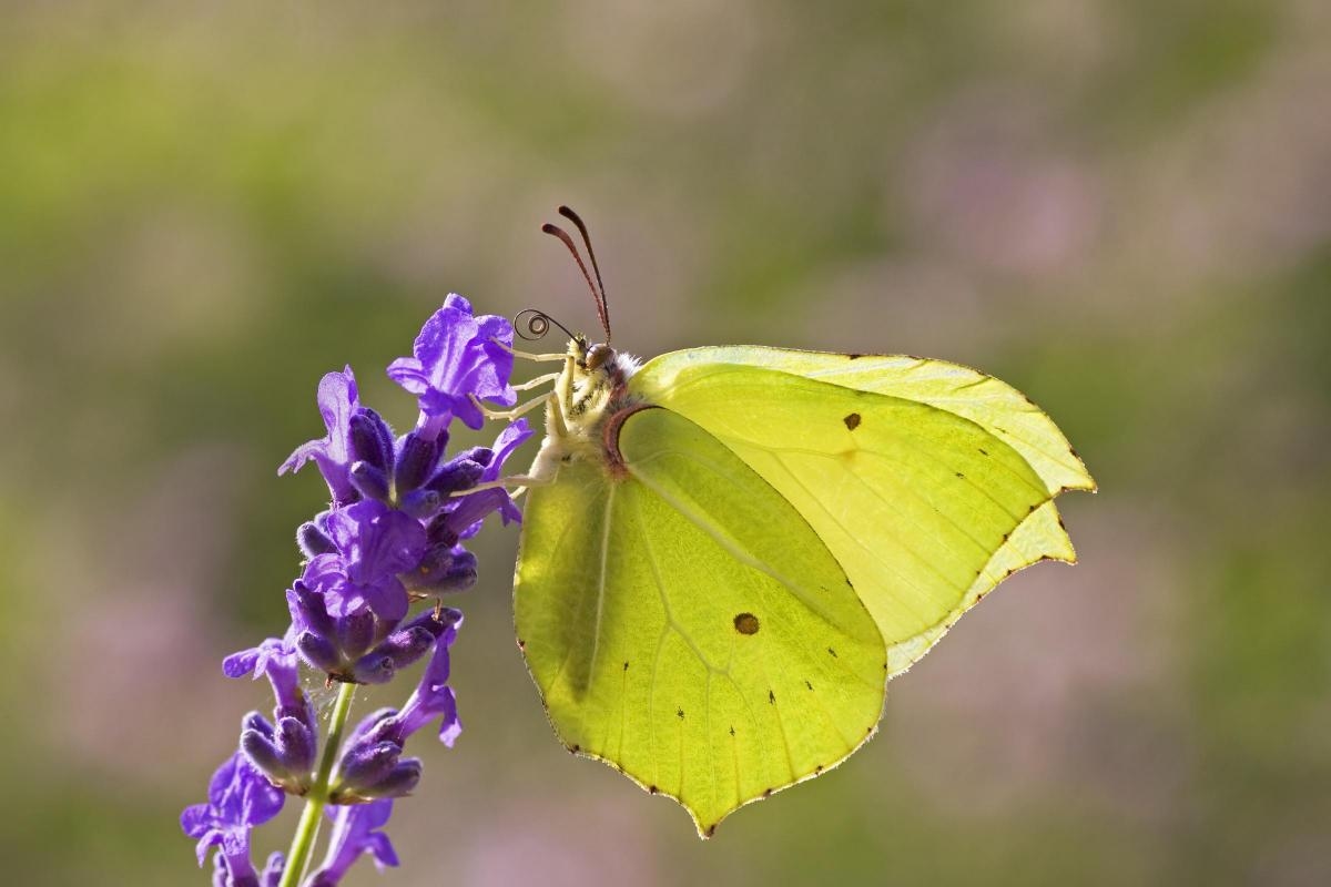 'This is a chance to turn curiosity into conservation 'as national emergency declared