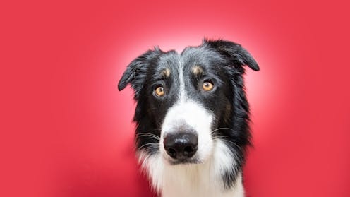 Dog thefts: what really happened during the COVID pandemic