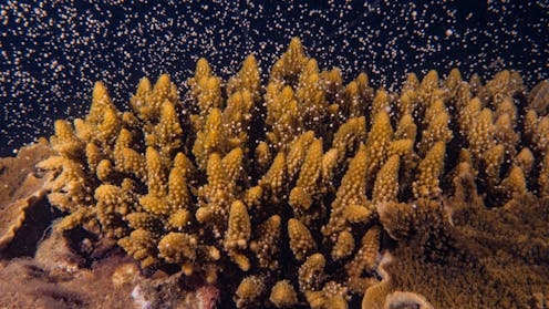 The great coral reef relocation