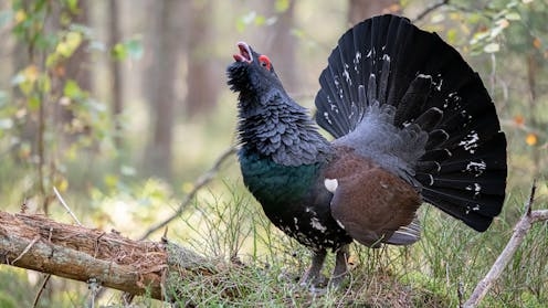 A surprisingly effective way to save the capercaillie: keep its predators well-fed