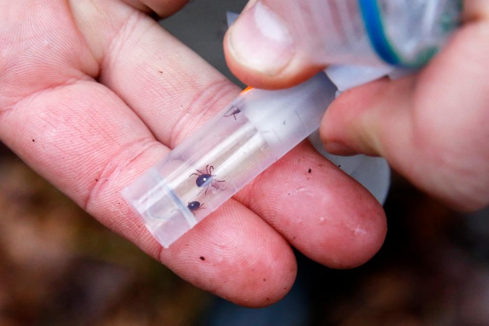 ‘Explosive increase' of ticks that cause meat allergy in US due to climate crisis