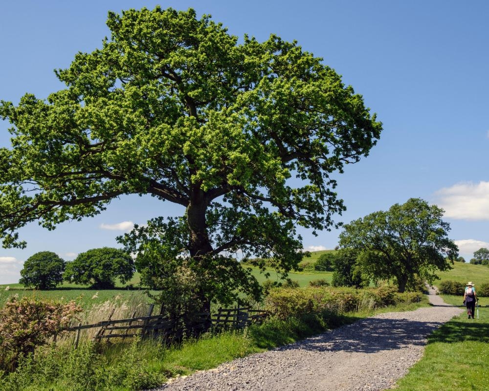 Why the summer solstice is a ‘celestial starting gun' for trees