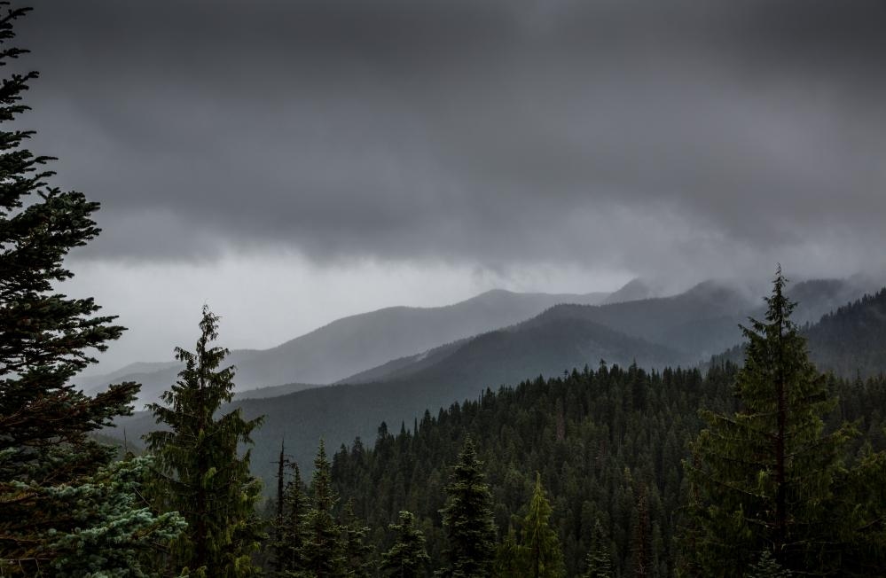 ‘Hero' father pulls four-year-old child out of mountain lion's jaws in Washington state