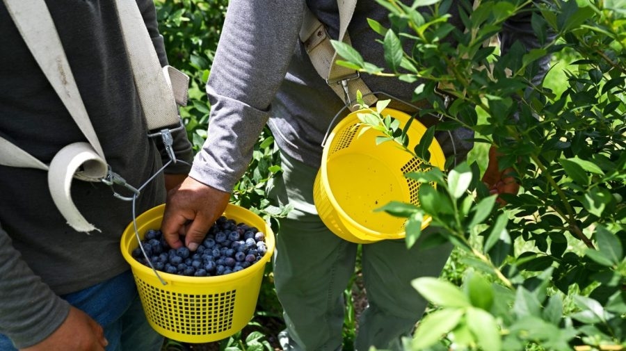 FDA upgrades blueberry recall to highest risk level