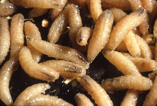 Texas to create response team to combat New World screwworms