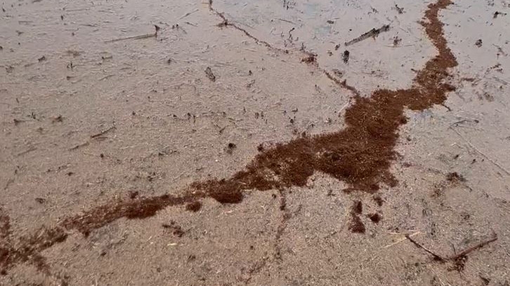 A massive raft of fire ants found on Austin's Lake Travis