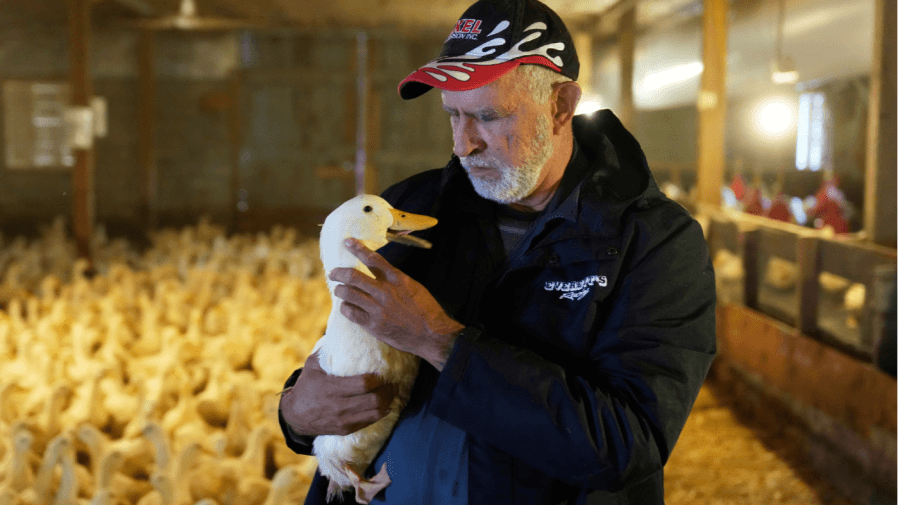 Opinion - Bird Flu is far from over: Why the worst could be yet to come