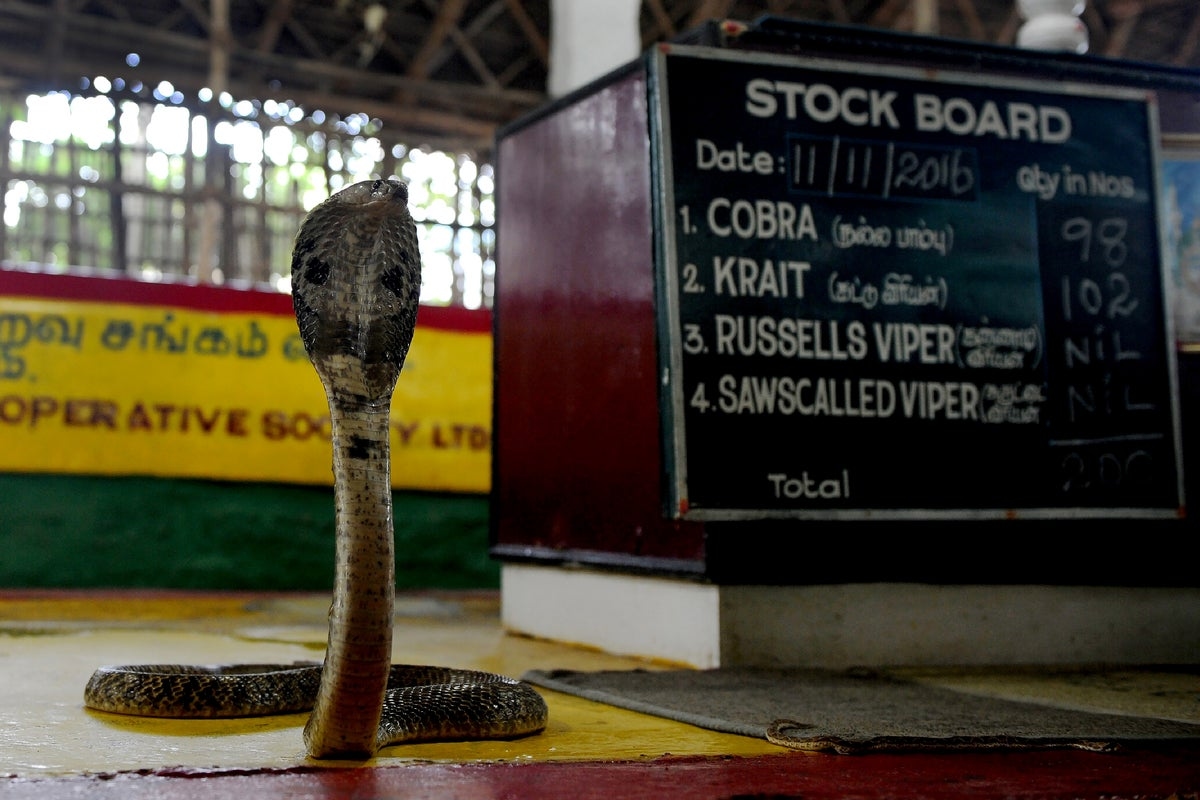 ‘Killed it on the spot': Infant bites cobra to death after it coiled around his hands