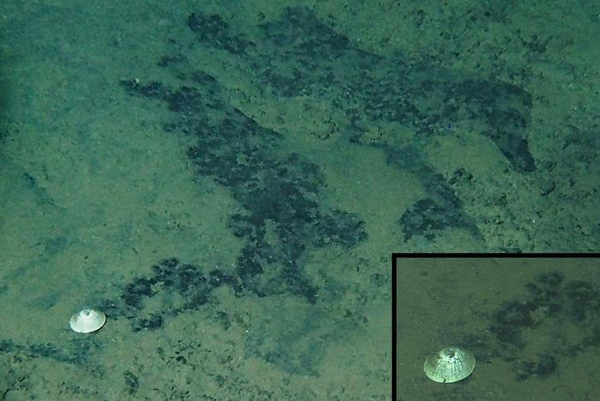 Record-breaking deep-sea snail species discovered 6km underwater