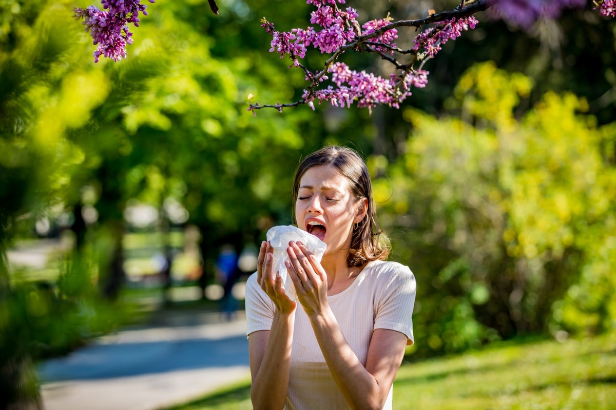 Hayfever sufferers set to get new drug which will provide ‘a better quality of life'