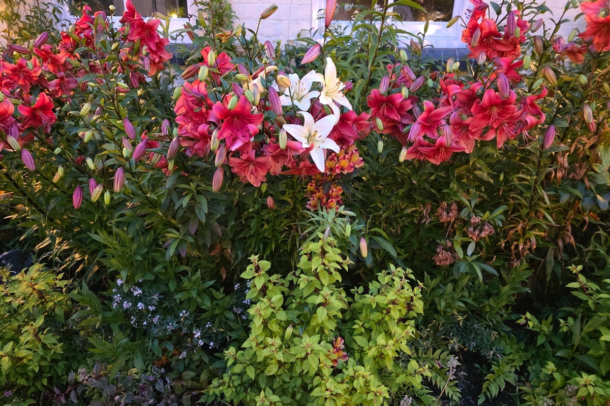 Voices: I've worked on my garden for 21 years – now I'm opening it up to the public