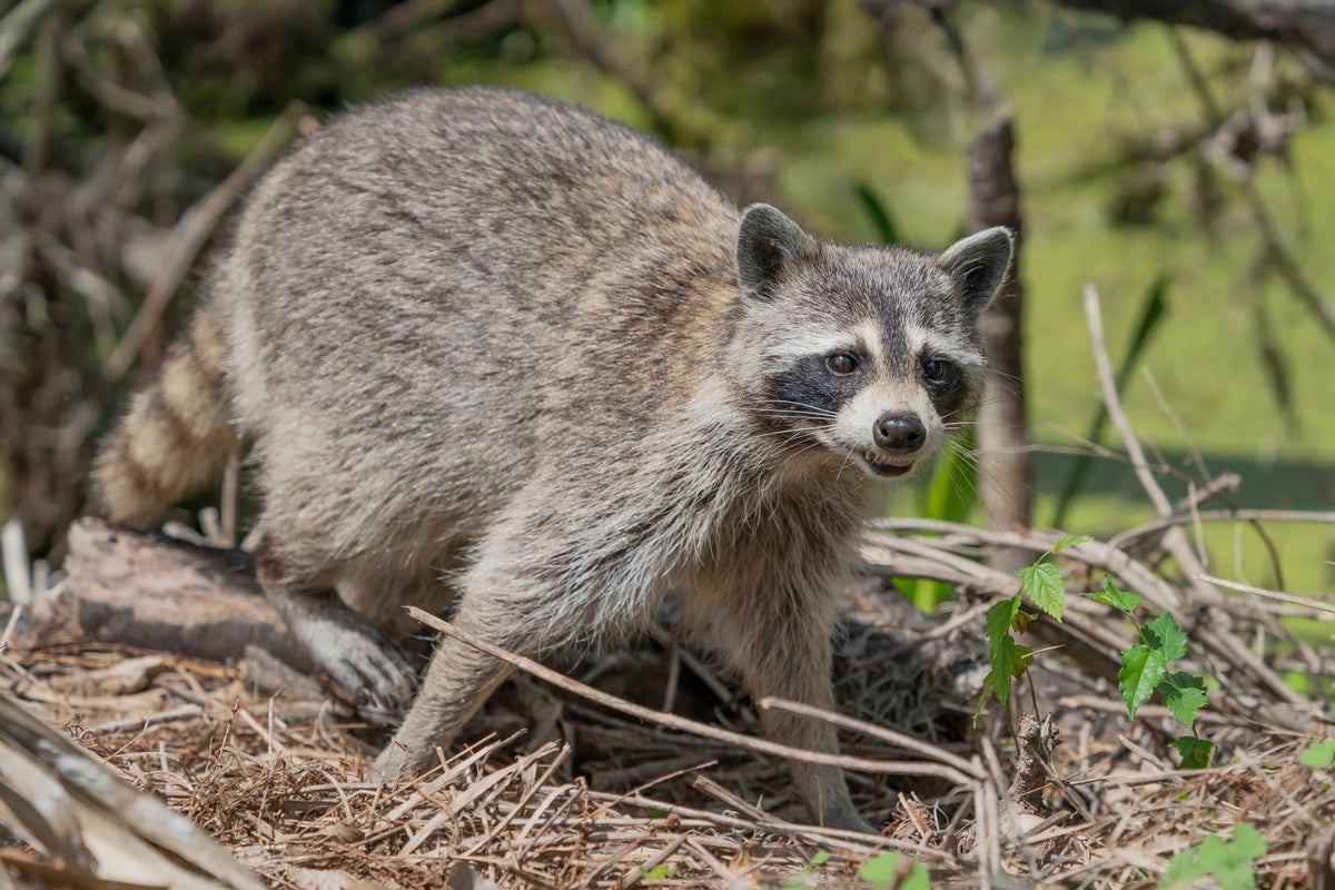 Rabies is making a comeback: here's what you need to know