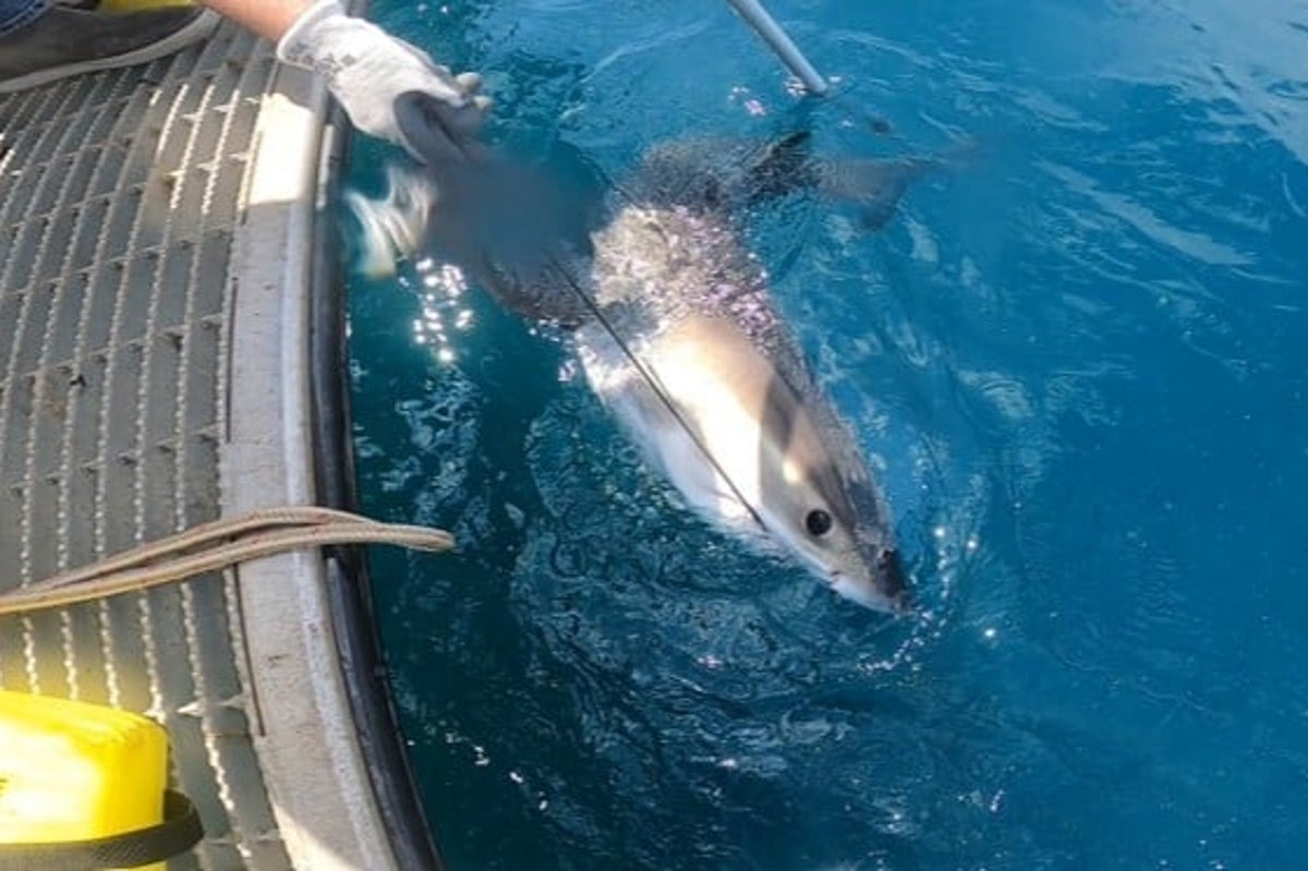 Sharknado? The next generation of hurricane forecasters could be sharks