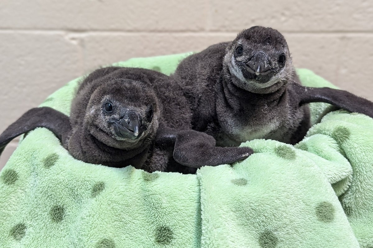 Critically endangered penguin chicks born at Michigan zoo - and there is a contest to name them