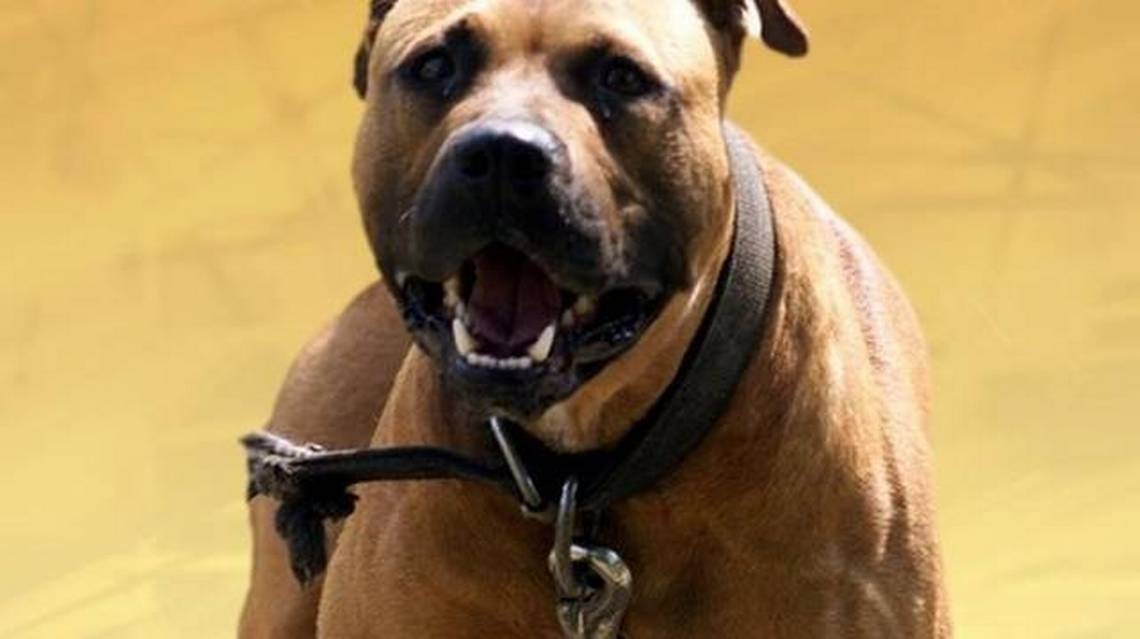 Pit bull-type dogs attack prominent SC prosecutor out for a jog at Harbison Forest